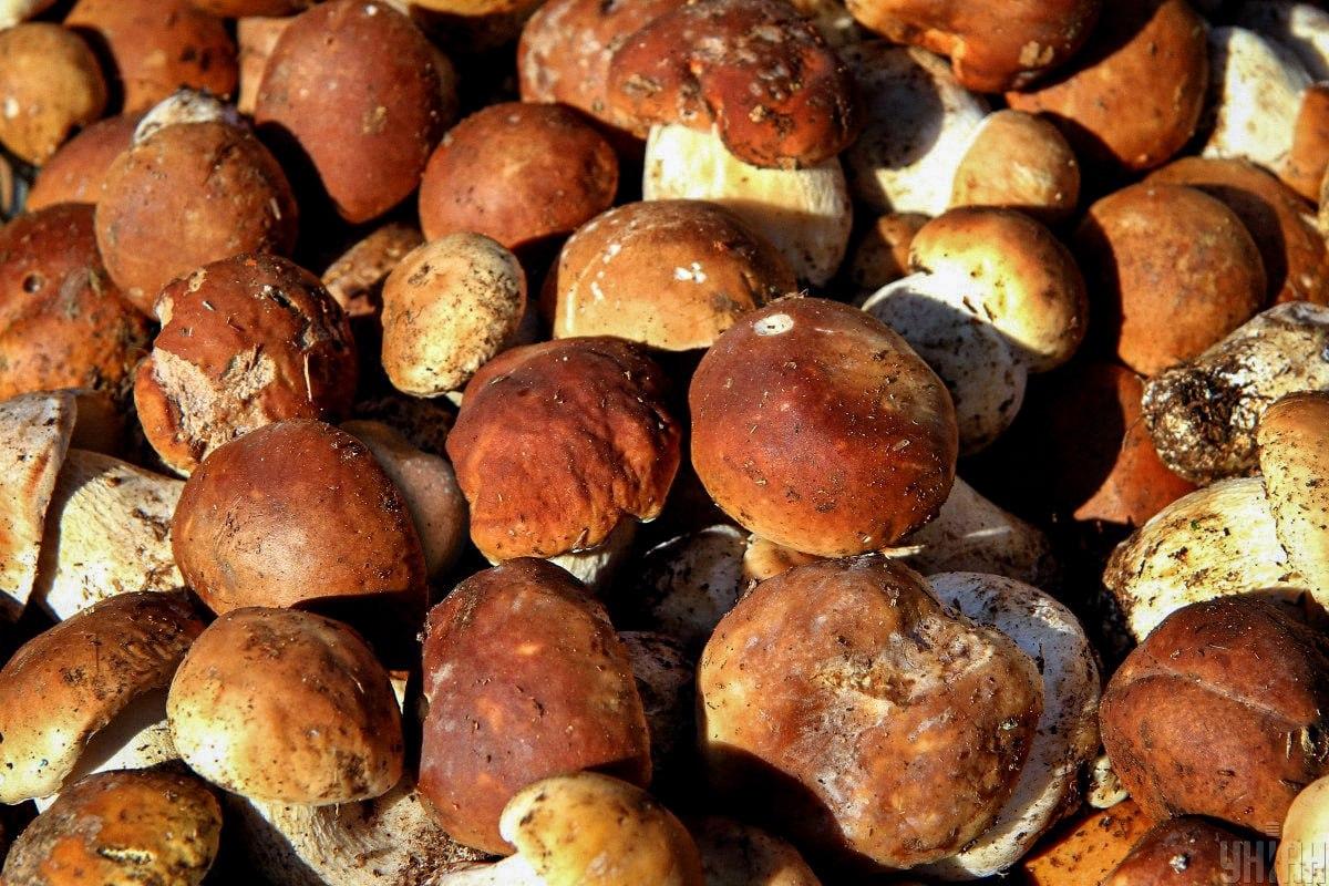 Laiku raskite akmenį tarp grybų / Moje koliažas