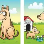 IQ testas: raskite 5 skirtumus šuns ir šuniuko paveikslėlyje per
