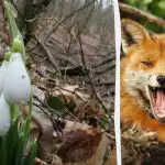 Optinė apgaulė parodys, kokį IQ turi: per 9 sekundes miške