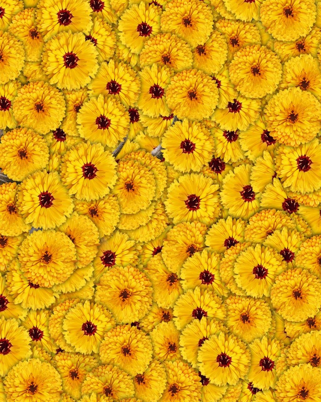 Tik 1 iš 10 žmonių paveiksle elnią suras per 7 sekundes: labai sudėtinga optinė apgaulė