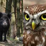 Tik žmonės, turintys galingą IQ, klastingą pelėdą suras per 9