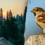 Tik žmonės, turintys „vanago regėjimą“, gali rasti žvirblį per 7